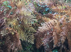 Autumn Ferns