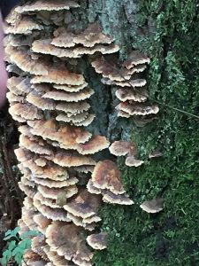 Turkey tail bracket fungus trametes versicolor