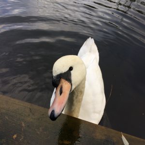 Sam the Swan taken in Hoveton Little Broad by R Evans during the Autumn Fish Surveys