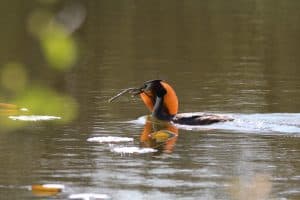 Great Crested Grebe in The Broads, taken by P Ray, a Natural England Volunteer.